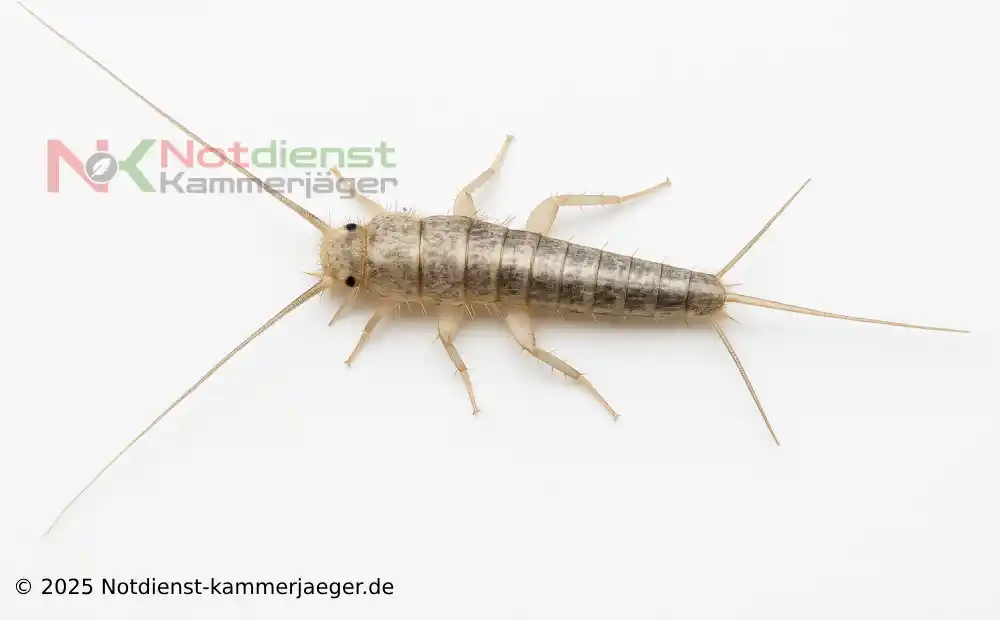 Silberfischbekämpfung